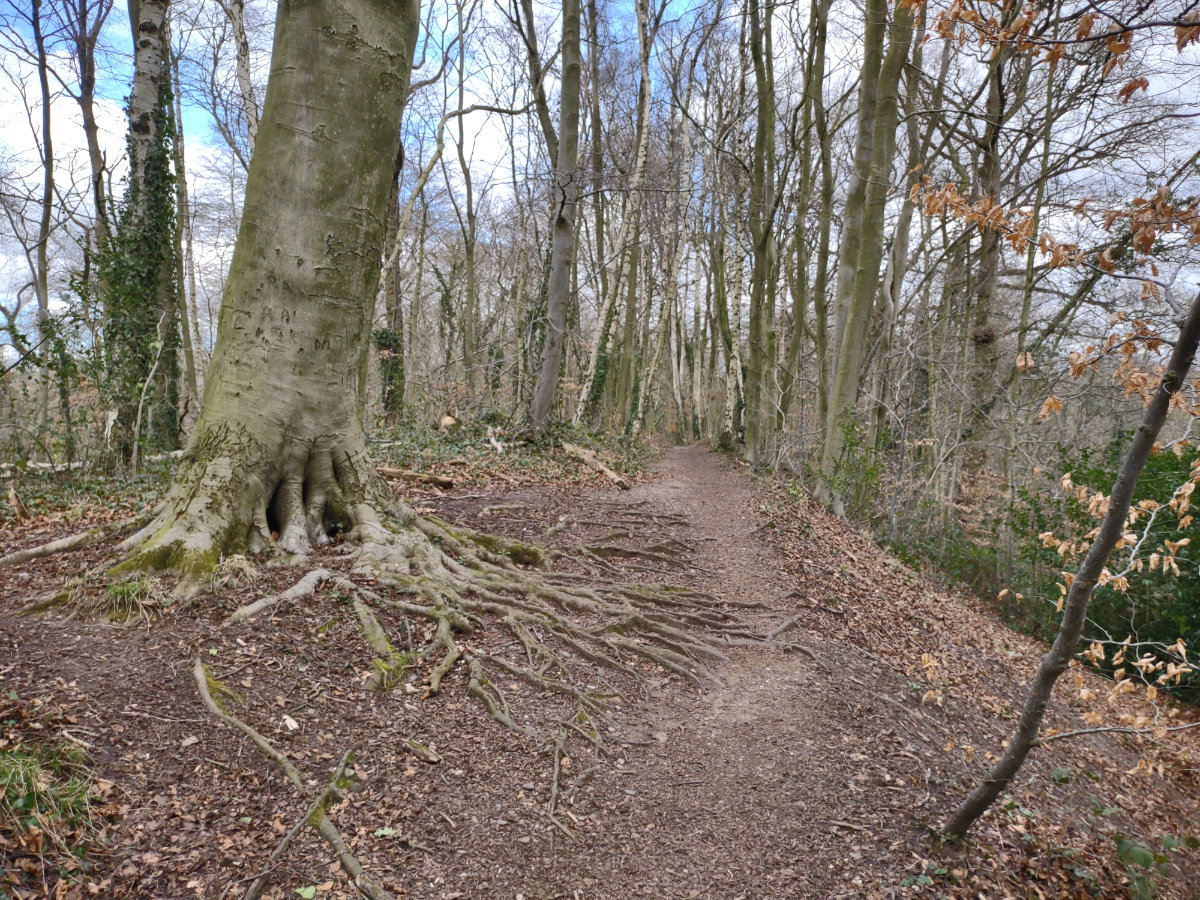 A beautiful set of roots on the pathway