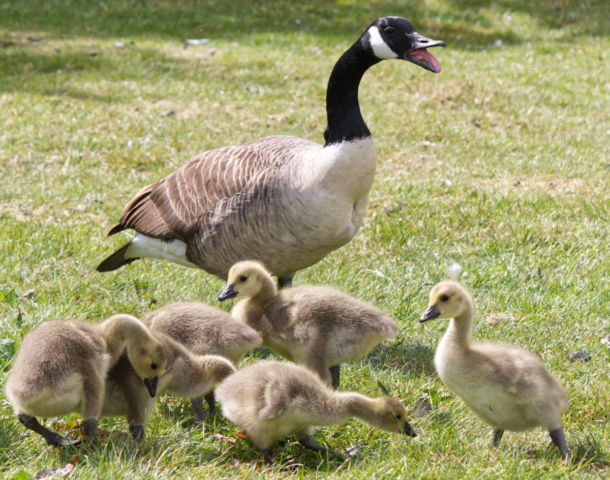 Mama Goose and her babies