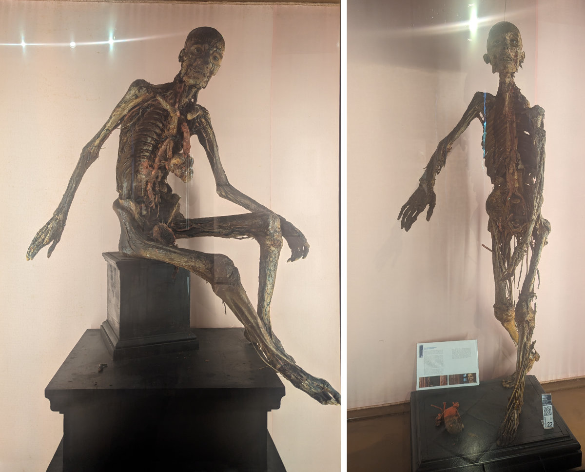 Entire bodies mummified showing muscle structure and vessels plus organs