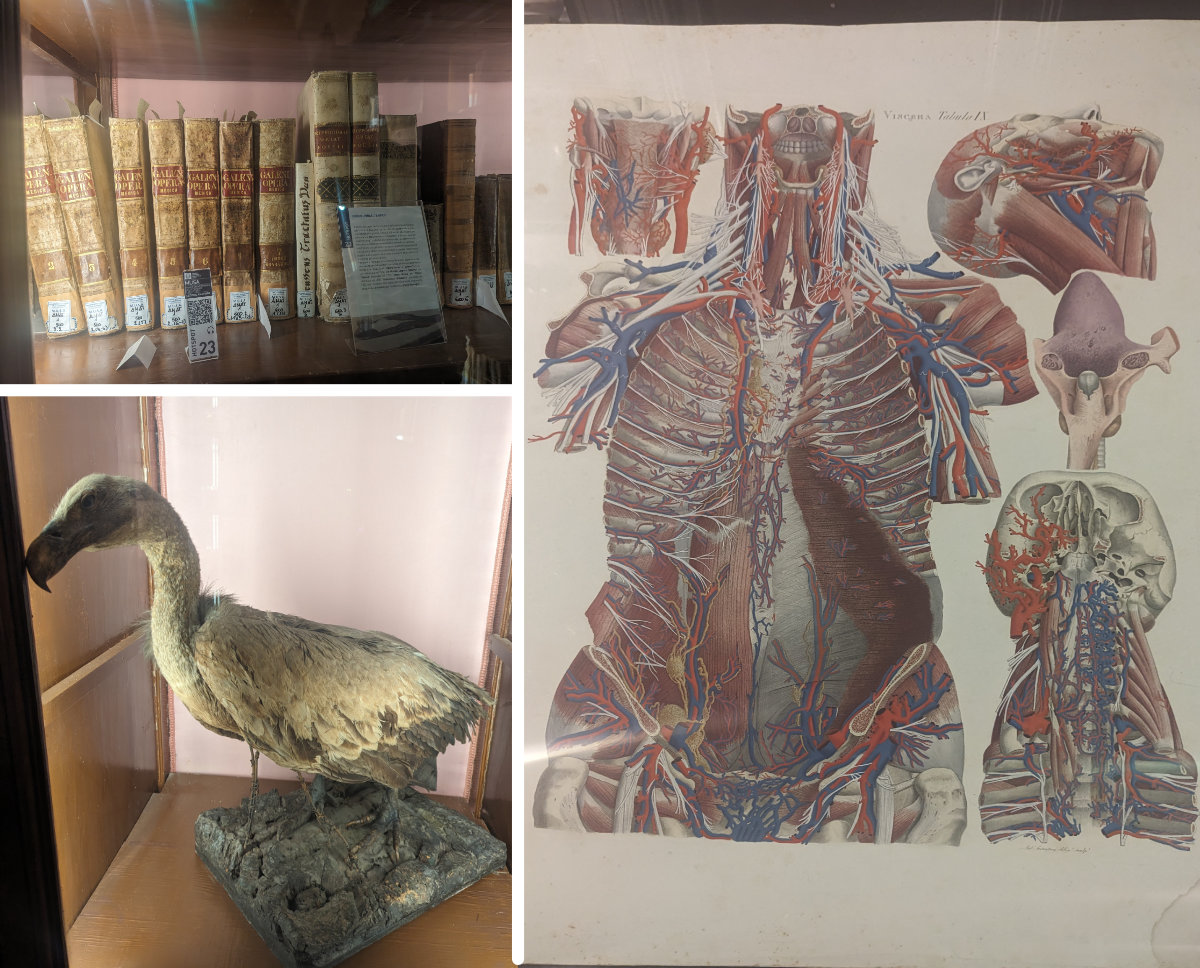 The library and taxidermy