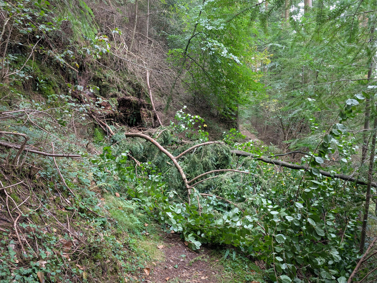 Luckily the tree was scalable for us! Luckily the tree was scalable for us!