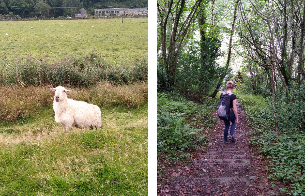 Making friends on the walk/walking the stairs at Arthog