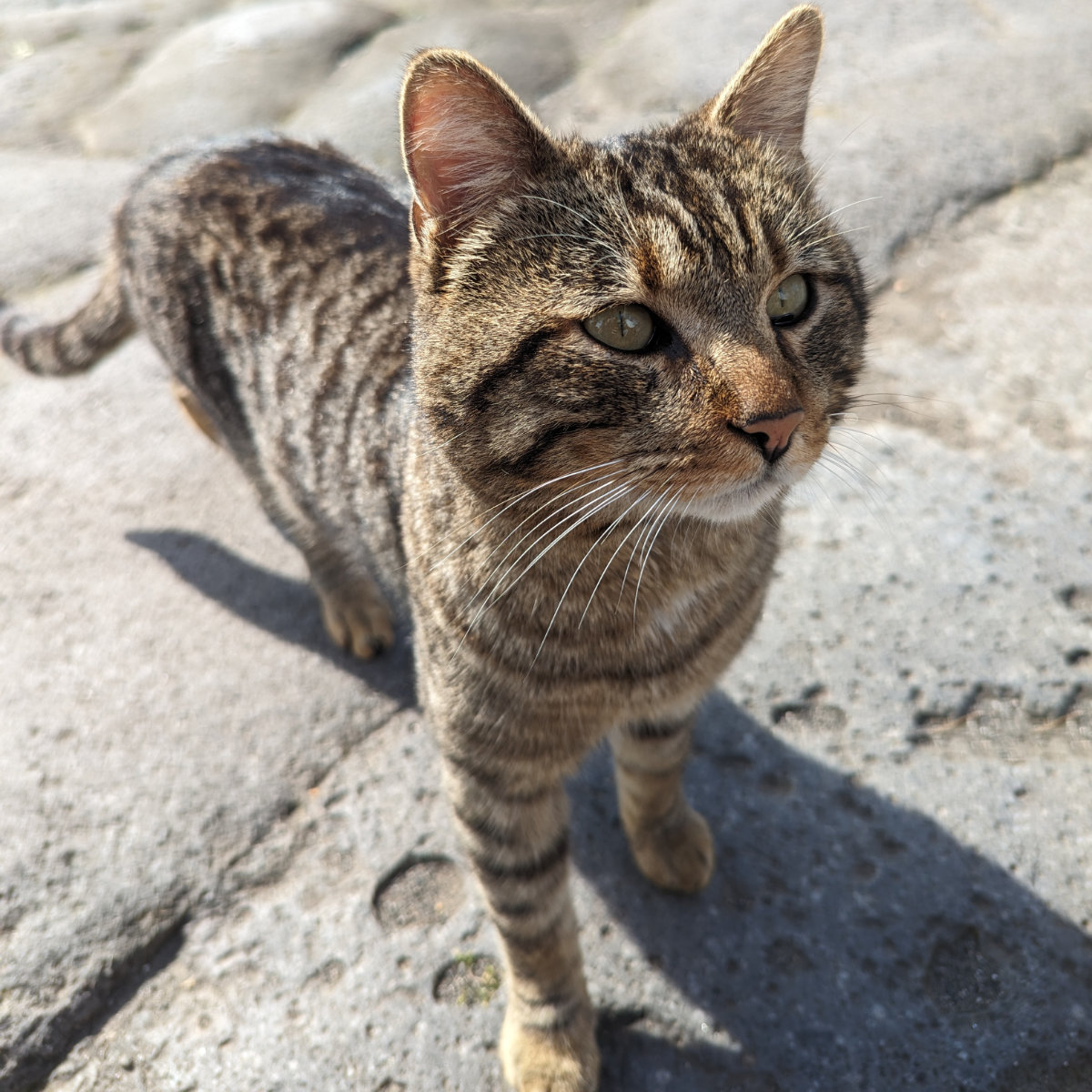 One of the cats who have taken up residence outside the café