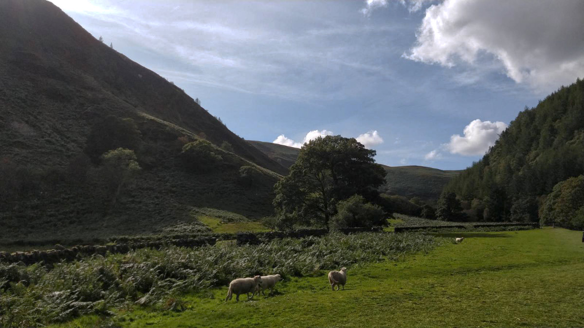Cautious sheep in beautiful views