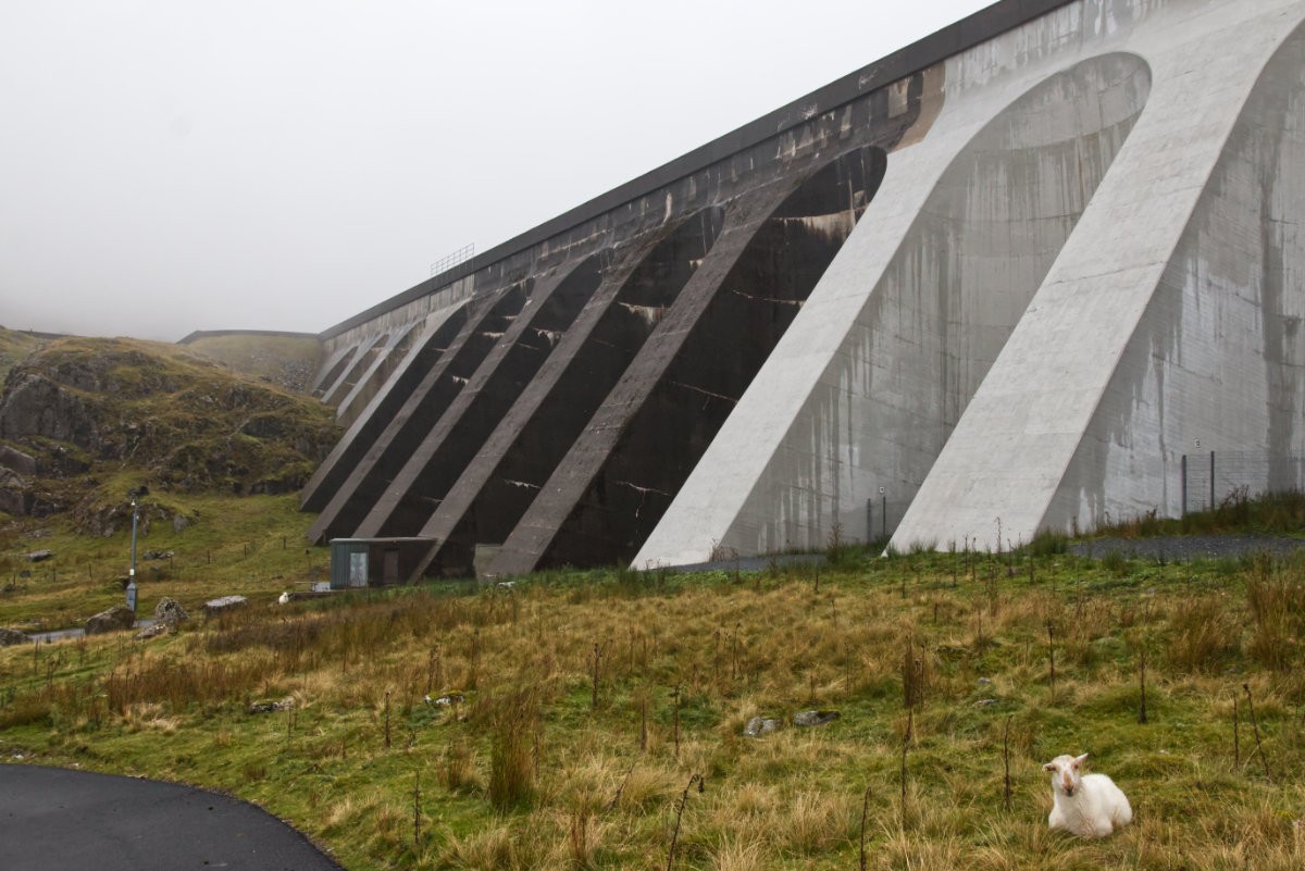 A resting sheep in front of the dam