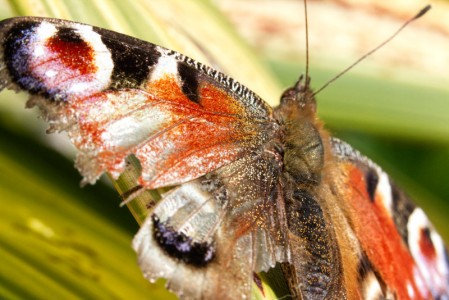 Glittery Butterfly