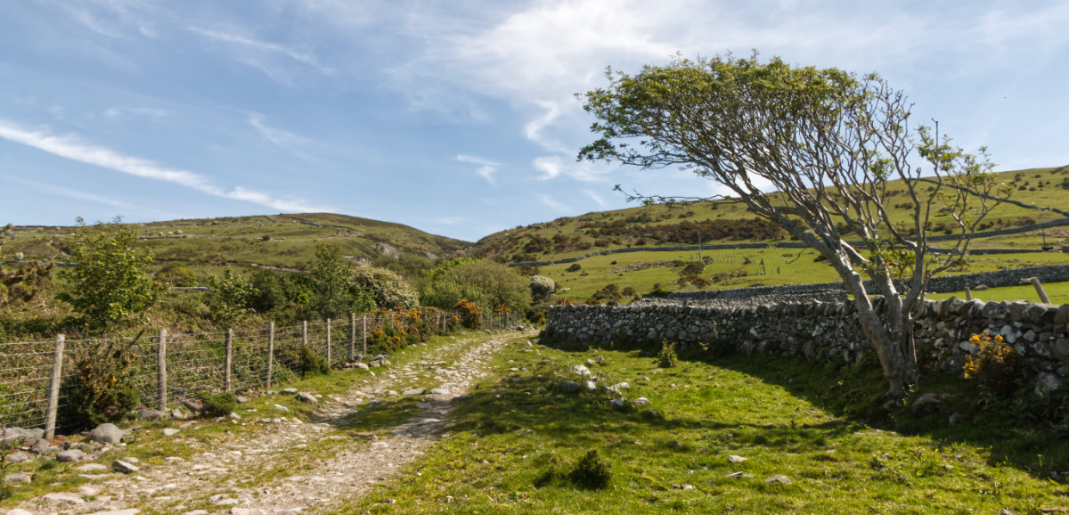 The path upwards with a single tree for shade