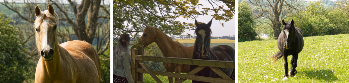 Beautiful horses at Wenlock Edge