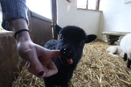 Black Lamb